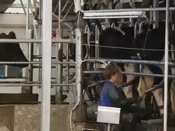 T/L cows in milking parlour, New Zealand Stock Footage