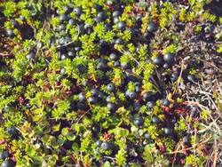 MS Shot of Crowberries on tundra / Ilulissat, Greenland Stock Footage