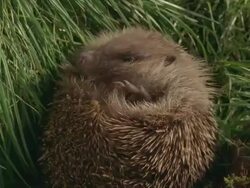 CU, Western European Hedgehog (Erinaceus europaeus) curled up in ball in grass, United Kingdom Stock Footage