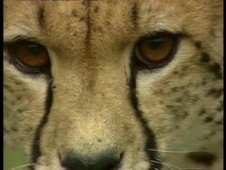 BCU cheetah's face looking around Stock Footage