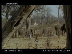 African Elephant, Loxodonta africana, family group, walking through tall trees, MS, Botswana Stock Footage