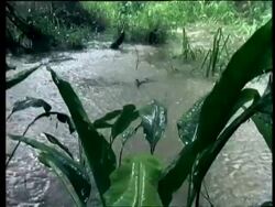 MS Rain falling in rainforest pool Stock Footage