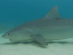 Tiger shark, Galeocerdo cuvier, comes era, Bahamas  Stock Footage