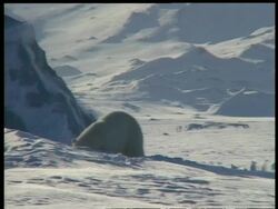 MS Polar Bear repeatedly rising up and stomping down on ice, Arctic circle Stock Footage