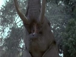 African Elephant (Loxodonta africana), CU reaches up and pulls leaves off acacia tree with trunk and eats, zooms in Stock Footage