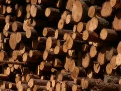 Pine tree timber stack Stock Footage