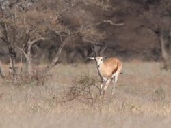 WS SLO MO TS View of Springbok running  / Central Kalahari Game Reserve, Botswana Stock Footage