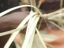 Woman braiding straw Stock Footage