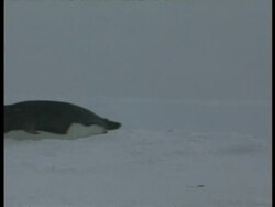 MS Emperor Penguin, Aptenodytes forsteri, sliding across ice on belly, edited sequence, Antarctica Stock Footage