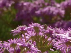 MS ZO Shot of Pink veggies / Namaqualand, Northern Cape, South Africa Stock Footage