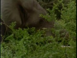 CU African elephant, Loxodonta africana, in bush, Uganda, Africa Stock Footage