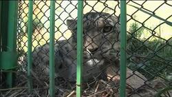 Massive decline in Kyrgyzstan's snow leopards News Clip