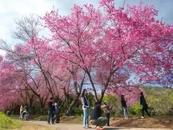 cheery blossom park, time lapse. Stock Footage