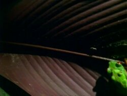 Red-eyed tree Frogs (Agalychnis callidryas) mating on leaf, eggs in jelly, camera pans right. Stock Footage