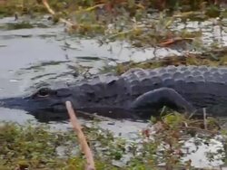 Alligator on the prowl Stock Footage