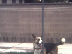 Dog Playing Tetherball 1960's Stock Footage