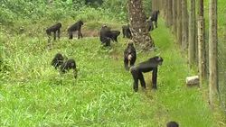 Chimpanzees at Virunga National Park headquarters News Clip