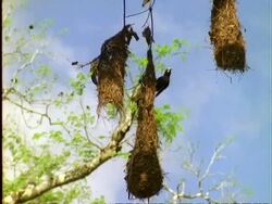 Chestnut-headed Oropendola, WA oropendola on nest, goes into nest, Panama Stock Footage