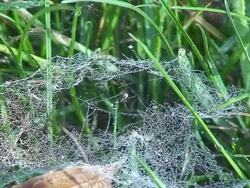 Dew in the spider house Stock Footage