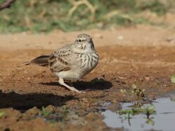 Crested Lark (Galerida cristata,) drinking from desert cistern, Israel Stock Footage