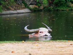 White water Buffalo Stock Footage