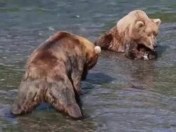 MS Shot of brown bear male feeding on salmon at Brooks Falls, showing dominance behavior towards second male by urinating / Alaska, United States Stock Footage