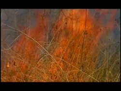 Fire burning grasses, Nagarahole, Southern India Stock Footage