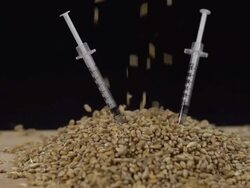 HD SUPER SLOW-MO: Genetically Modifying Wheat Seeds Stock Footage