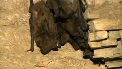 Scientists in race against time to find cure for deadly bat disease News Clip
