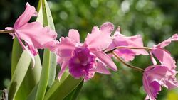 purple orchids Stock Footage
