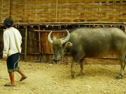 MS TS SLO MO Shot of woman holding cow and walking away / Road from Luang Prabang to Nong Khio, Luang Prabang, Laos Stock Footage