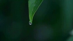 closeup of A drop falling from the leaf Stock Footage
