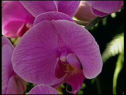 Realitatea TV  NY's Botanical Gardens features the Orchid Show News Clip
