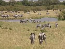 WS Burchell zebra herd standing in grass field near water / National Park, Africa, Kenya Stock Footage