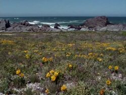 Waves breaking, wildflowers in foreground, Namaqualand, South Africa Stock Footage