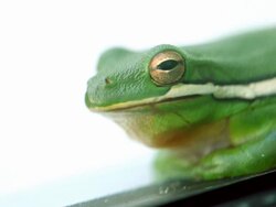 Green Tree Frog Stock Footage