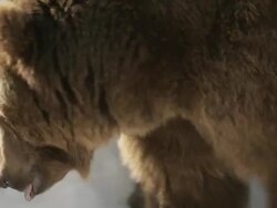 CU TS Bear walking in snow / Livingston, Montana, United States Stock Footage