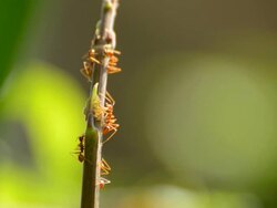 Red Ant Stock Footage