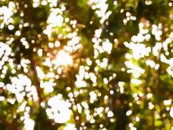 sunlight in morning Stock Footage