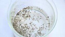 CLEAN : Brazil tries genetically modified mosquitoes to fight dengue News Clip