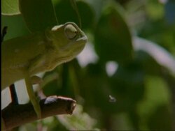 CU Flapnecked chameleon, Chamealeo dilepis, on branch snatching bee with tongue, side view, Botswana, Africa Stock Footage