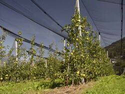 MS Shot of apple orchard under covered / Merano, Trentino, Tyrol, Italy Stock Footage