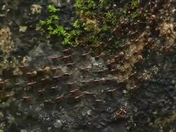 Termites Parade Stock Footage