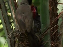 White-spectacled Bulbul (Pycnonotus xanthopygos) Feeding chicks Stock Footage