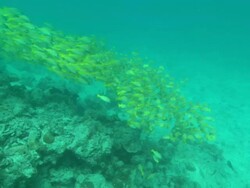 Yellowtails, school down over reef, Borneo, Malaysia, Southeast Asia Stock Footage