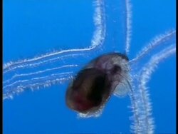 CU cilia hairs moving on Sea Snail larva, underwater microscopic view, Australia Stock Footage