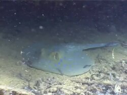 Ras Mohammed National Park, Red Sea, bluespotted ribbontail ray (Taeniura lymma) resting on seabed. Stock Footage