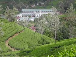 WS Tea factory is perched in scenic valley above tea plantation / Nuwara Eliya, Central Province, Sri Lanka Stock Footage