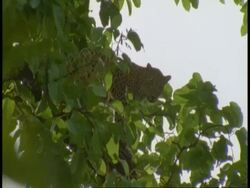 MS Leopard, Panthera pardus, in tree, Bandhavgarh National Park, India Stock Footage
