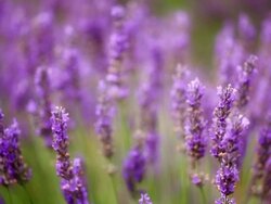 Lavender Field with Honeybees - Close up Stock Footage